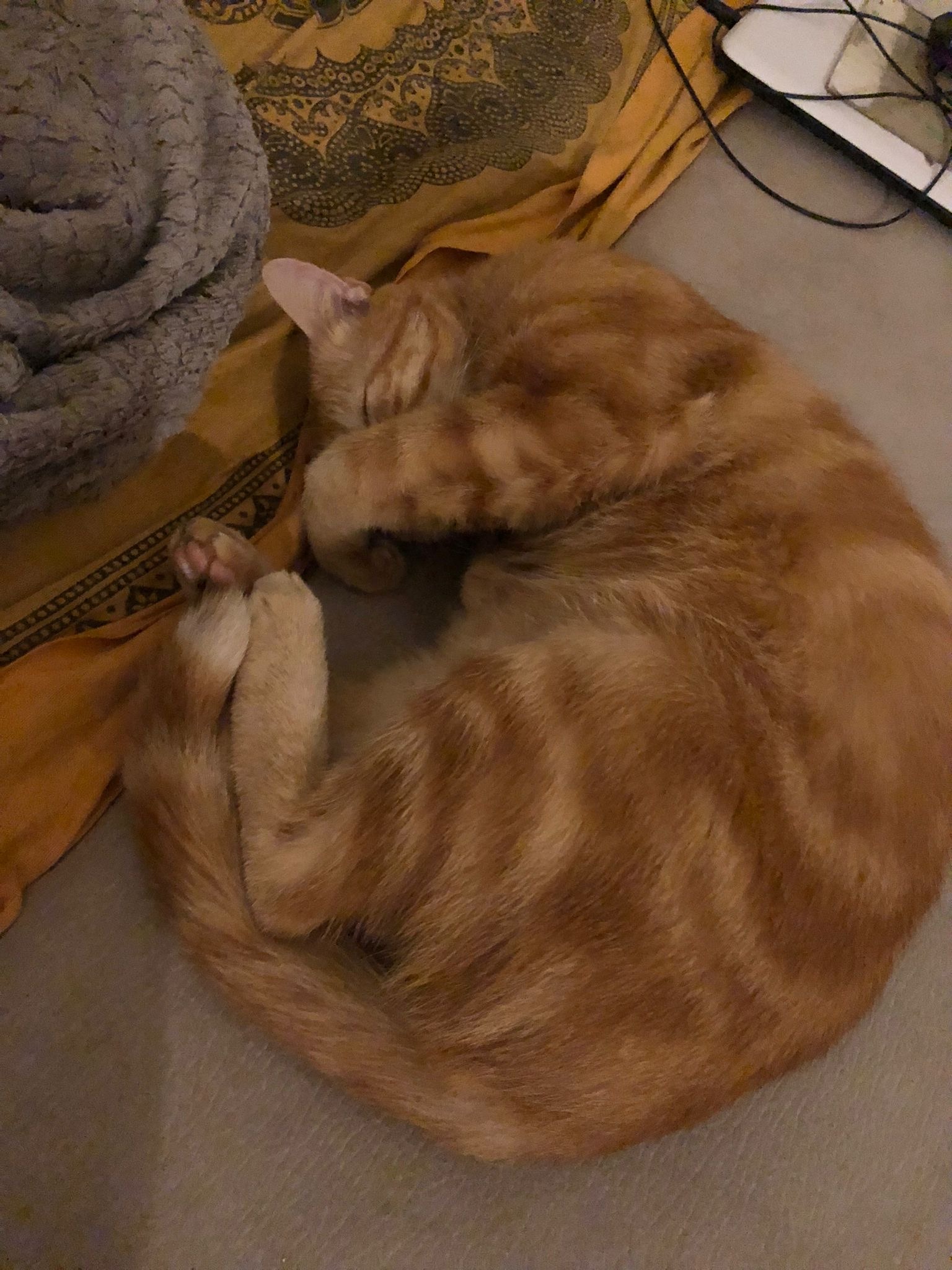 Profil de Charlie, 20 ans, Plan Cul à New-Kalabscha